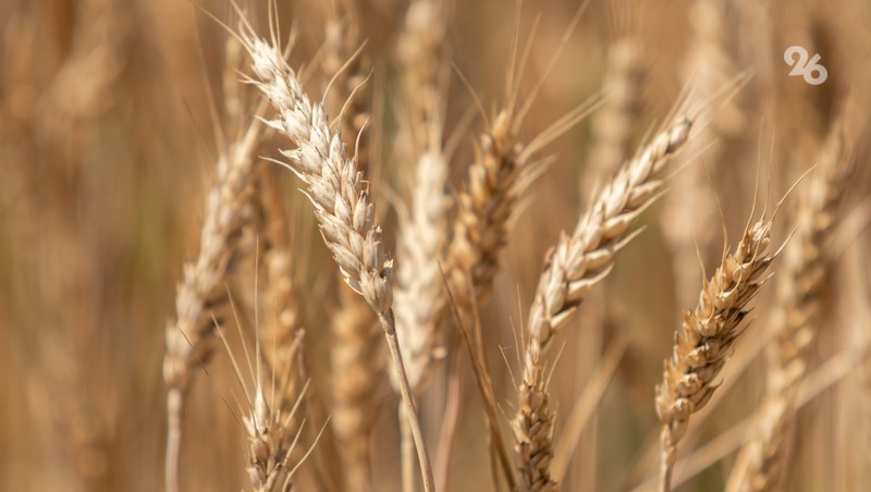 На Ставрополье 100% зерновых культур — отечественной селекции